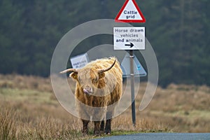 Single Highland Cow standing on the edge of a track in front of a road sign, licking it`s nose