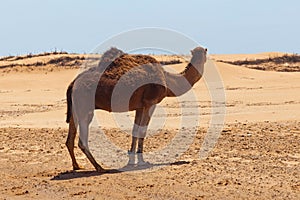 Single hobbled camel stands on the sand in a hot african desert area