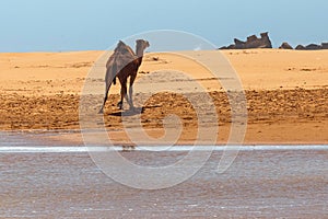 Single hobbled camel stands on the sand near water in a hot african desert area