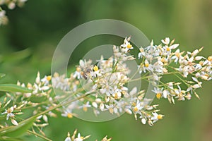 A single honey bee pollenating a white and yellow flower