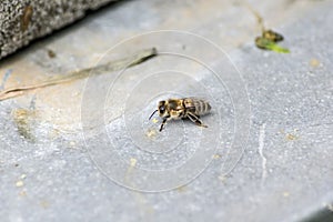 Single honey bee sitting on a grey underground