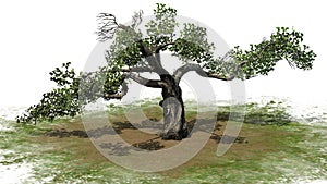 Honey Tree on sand, green erea