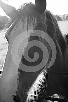 Single Horse in Black & White