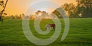 Single horse grazing in a field with rising morning sun