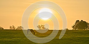 Single horse grazing in a field with rising morning sun