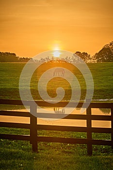 Single horse grazing in a field with rising morning sun with flare