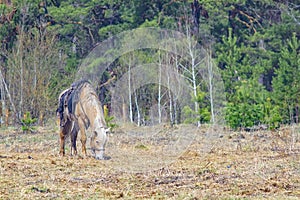 A single horse, harnessed in the saddle, stands in a clearing near the forest