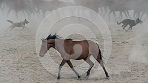 Single horse running and kicking up dust. Yilki horses in Kayseri Turkey are wild horses with no owners