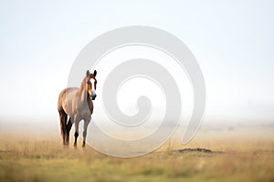 single horse standing in mist, grassland backdrop