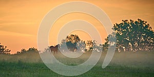 Single horse walking through a foggy field at early dawn morning