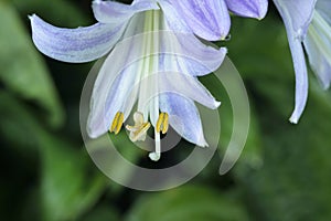 Single hosta blossom.