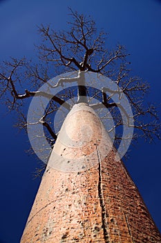 Single huge baobab