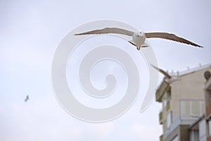 Single huge and big seagull birds flying free