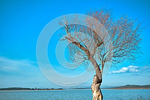 Single and huge dried branches and withered tree in front of the uluabat lake