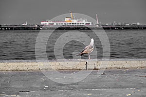 A single huge seagull in istanbul. Seagull looks to passenger ship, selective focus photo