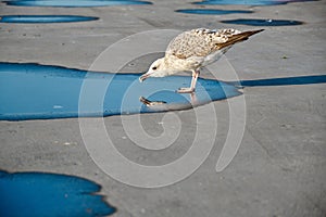 Single and huge seagull on the small puddle