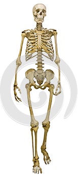 Single human skeleton on white