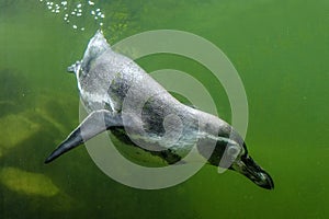 Single Humboldt penguin known also as Peruvian penguin or Patranca in a zoological garden