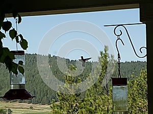 A hummingbird seems to float beside the feeder