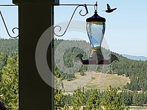 A humming bird floats in to the bird feeder