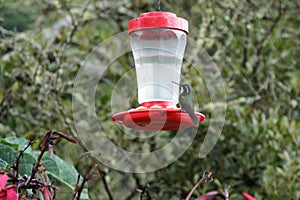 Single hummingbird sitting on a feeder