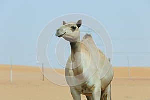 Single hump Camel head and neck.