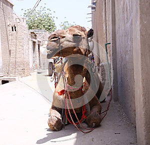 Single hump camel sitting in the street