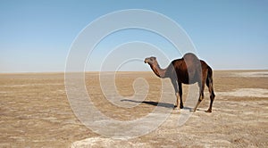 The single hump dromedary camel in desert