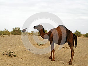 The single hump dromedary camel in desert