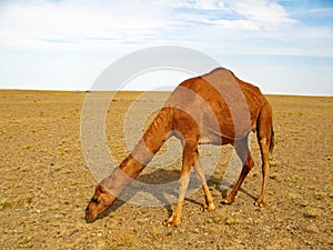 The single hump dromedary camel in desert