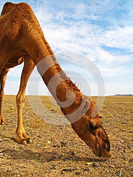 The single hump dromedary camel in desert