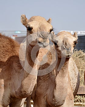 Single hump dromedary Camels photo