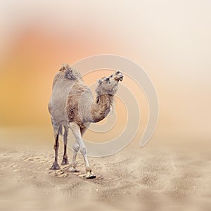 Single-Humped Camel