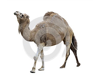 Single-Humped Camel