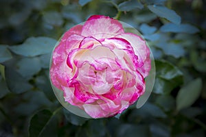 Close up of a hybrid rose.