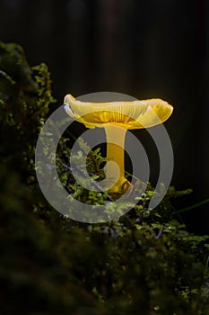 Single Hygrocybe yellow-green mushroom perched atop a bed of lush green moss