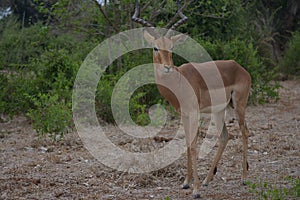 Single impala buck walking towards visitors.