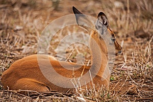 A Single Impala Lamb Aepyceros melampus 15060