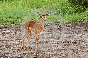 A Single Impala Lamb Aepyceros melampus 15151