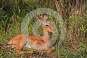 A Single Impala Lamb Aepyceros melampus 15226