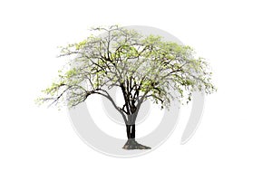 Single Indian jujube tree isolated on white background.