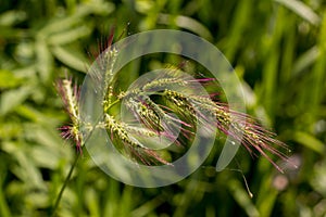 Single inflorescence and flowers of cockspur grass - Echinochloa crus-galli photo