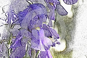 Single Iris Pale Purple Digital Art