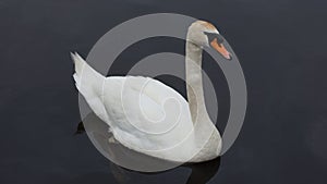 A Single Irish Swan