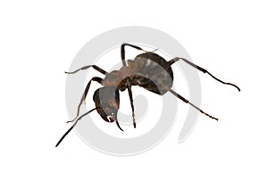 Single isolated ant