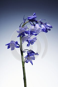 A single isolated beautiful british Bluebell