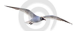Single isolated black-head seagull flight