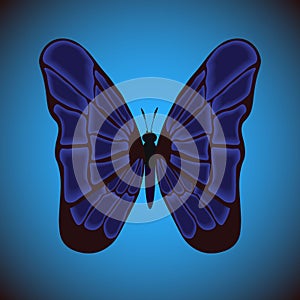 Single isolated colored butterfly ulysses on a black and blue background.