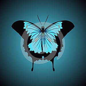 Single isolated colored butterfly ulysses on a black and turquise background.