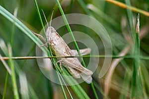 Single isolated grasshopper hopping through the grass in search of food, grass, leafs and plants as plague with copy space bugs